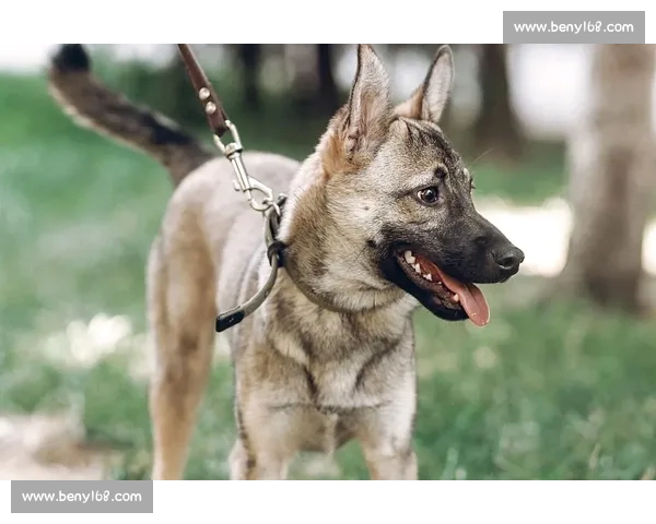 以捷克狼犬对决为核心的综合评估与训练策略全景解读与应用指南
